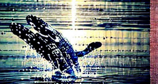 The Fed’s Silent Pause: Why Crypto’s Liquidity Tailwind is a Mirage The Fed’s Silent Pause: Why Crypto’s Liquidity Tailwind is a Mirage